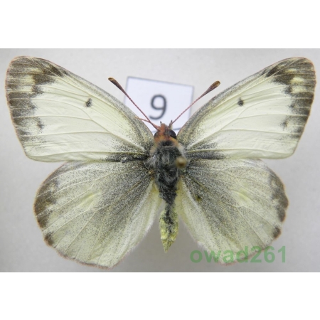 Colias erate (Esper, 1805) form Szlaczkoń erate Czech9